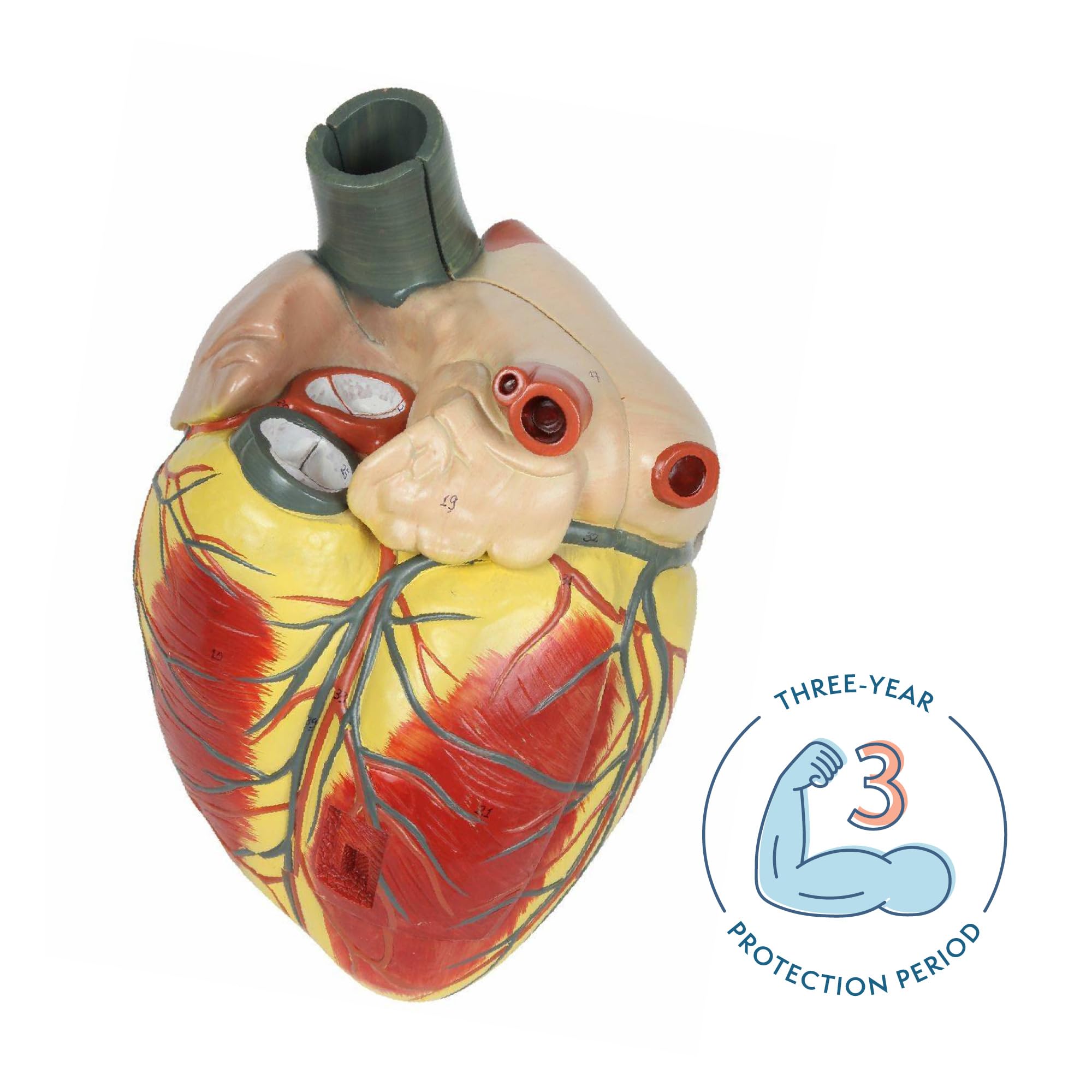 Axis Scientific Large Human Heart Model, 3X Life-Size, 3-Part